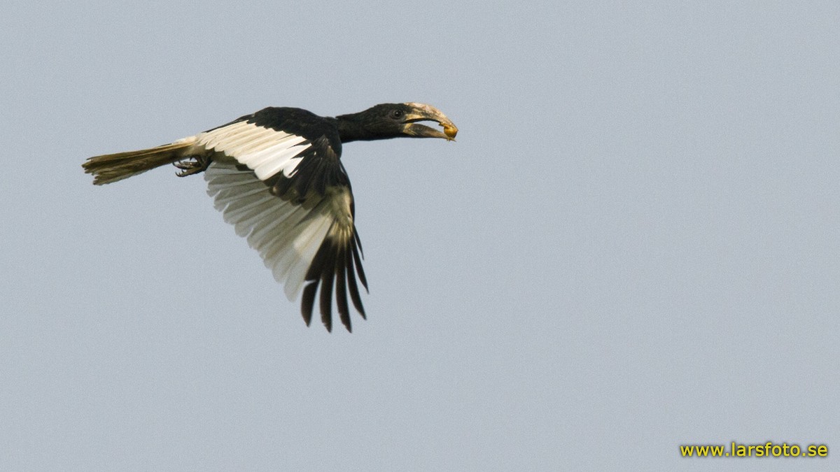 Piping Hornbill (Eastern) - ML205918801