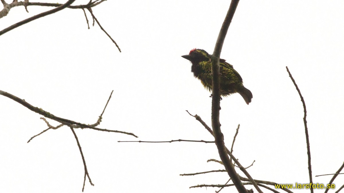 Yellow-spotted Barbet - ML205918841