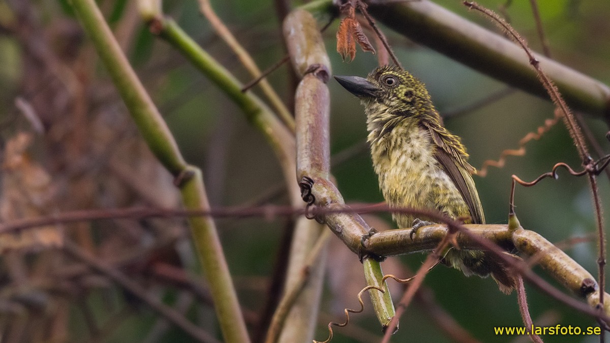 Speckled Tinkerbird - Lars Petersson | My World of Bird Photography