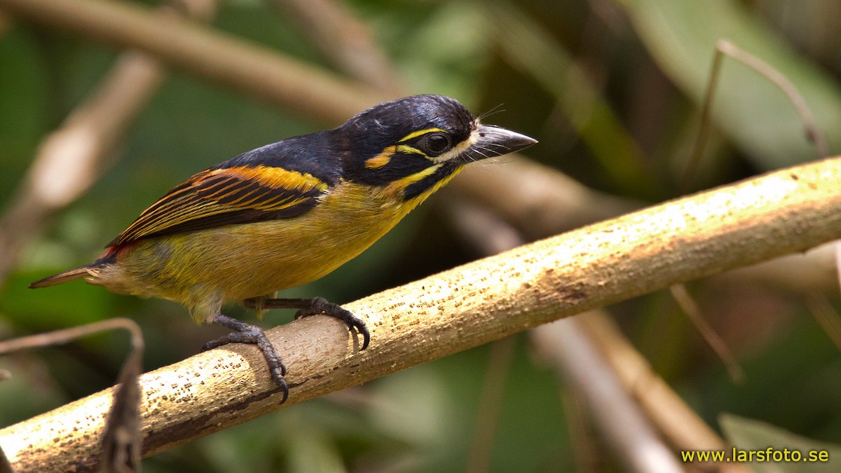 Kırmızı Belli Cüce Barbet - ML205918931