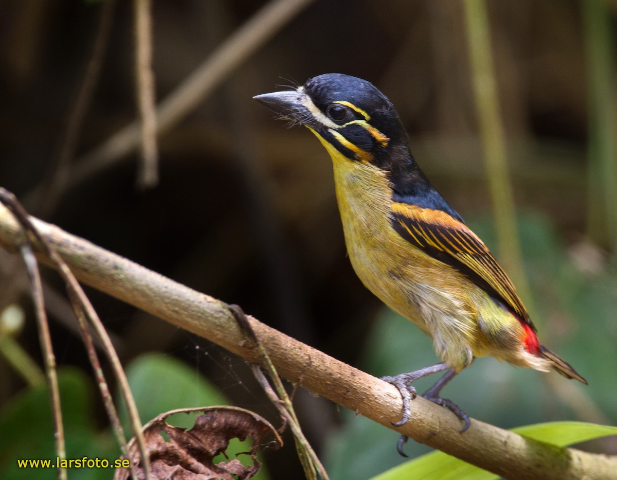 Red-rumped Tinkerbird - Lars Petersson | My World of Bird Photography