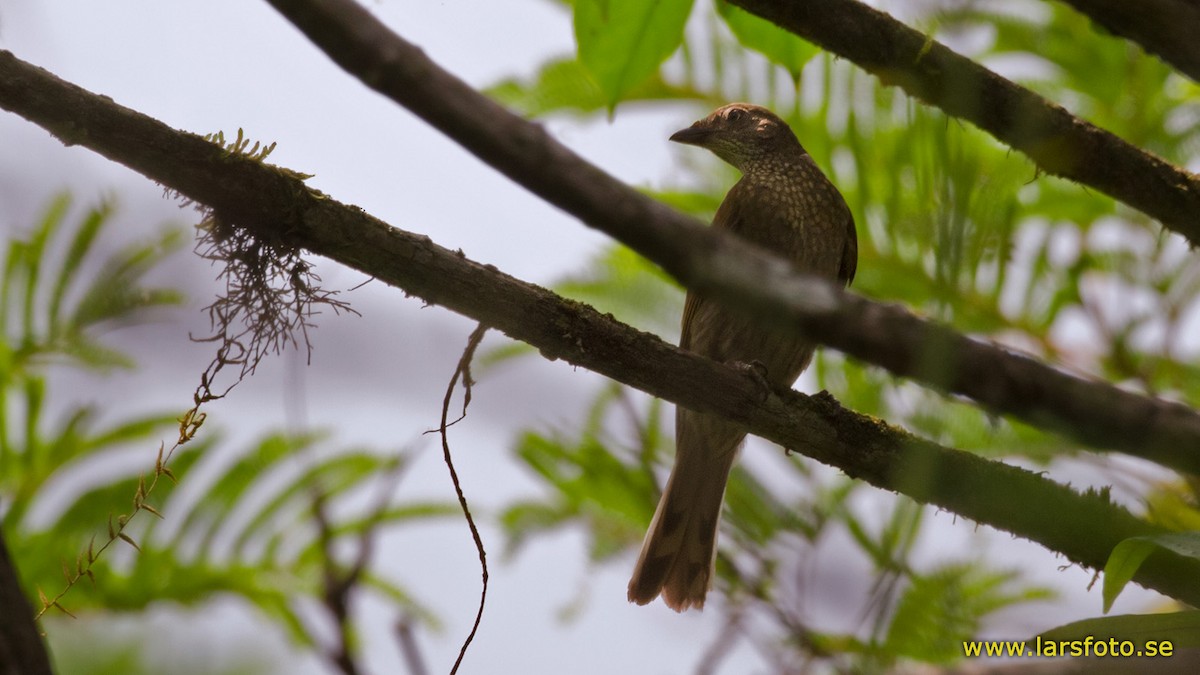 Spotted Honeyguide - ML205919051