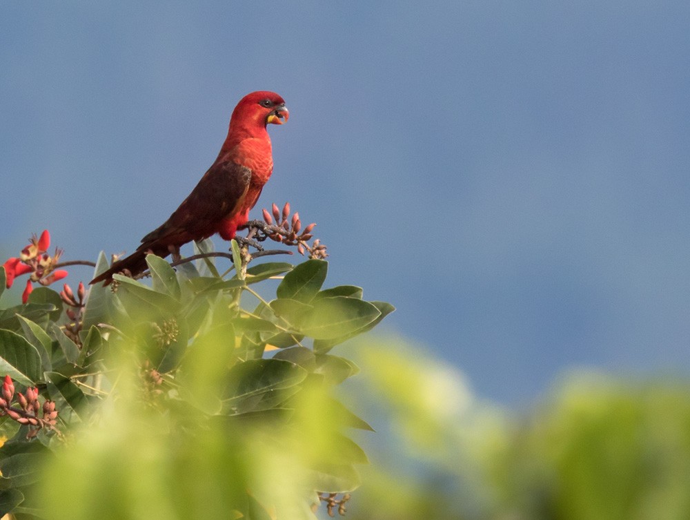 Cardinal Lory - ML205919081