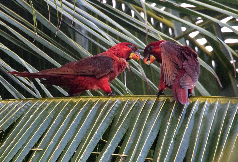 Cardinal Lory - ML205919101