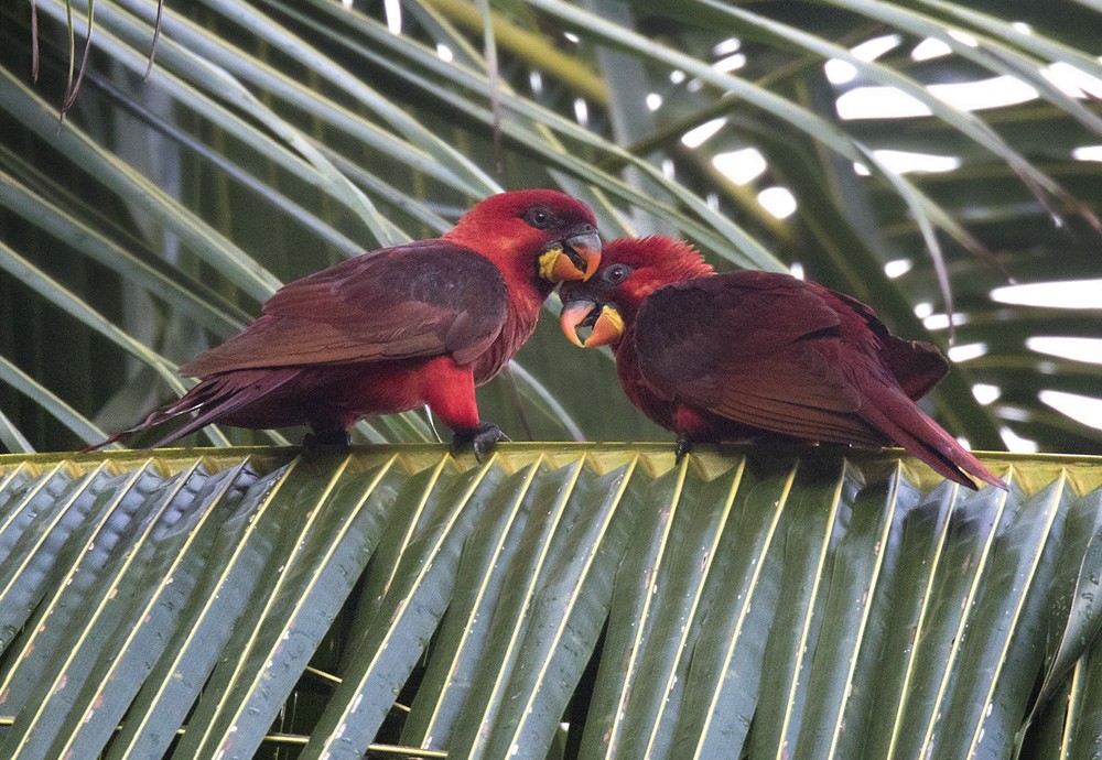 Cardinal Lory - ML205919111