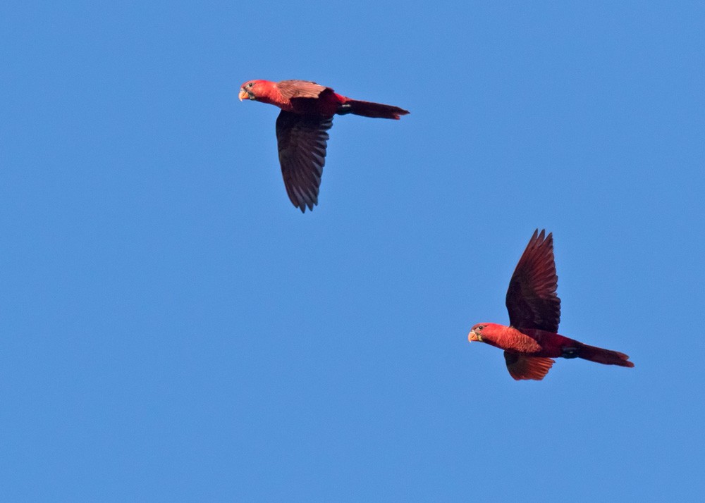 Cardinal Lory - ML205919121