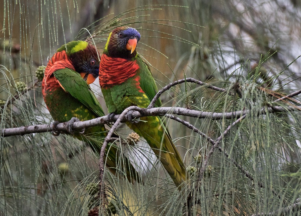 Coconut Lorikeet - ML205919151