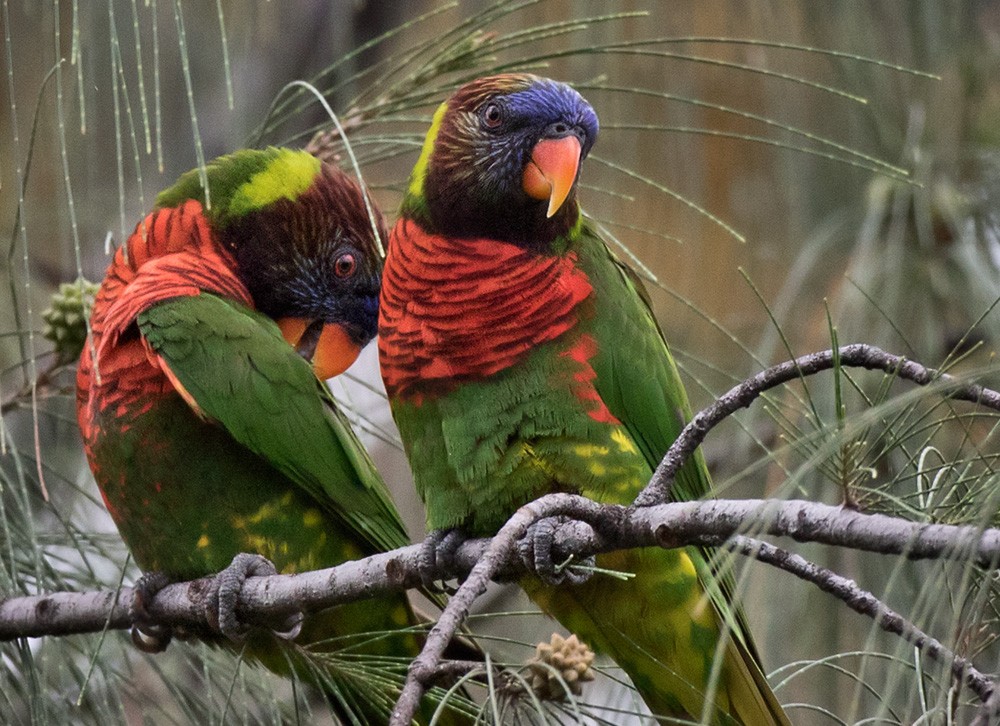 Hindistancevisi Loriketi - ML205919161