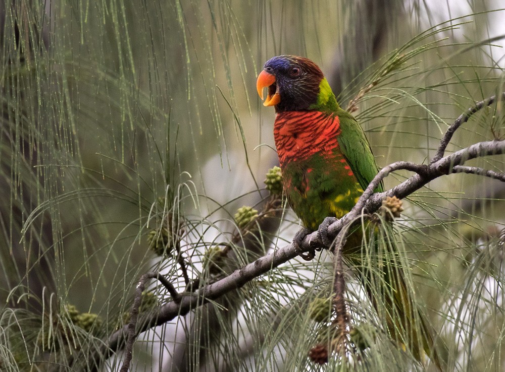 Coconut Lorikeet - Lars Petersson | My World of Bird Photography