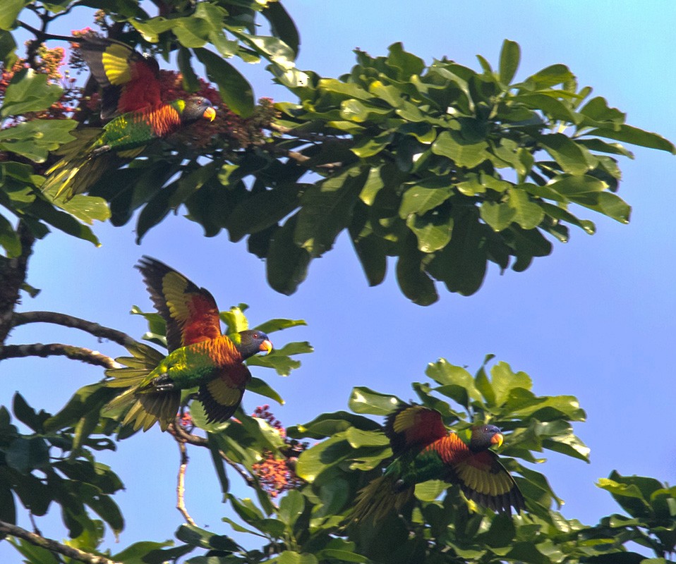 Hindistancevisi Loriketi - ML205919181