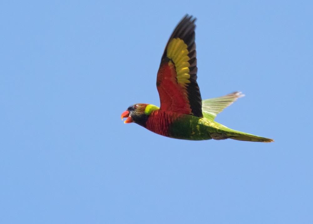 Coconut Lorikeet - Lars Petersson | My World of Bird Photography