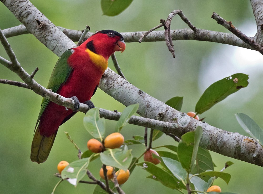 Yellow-bibbed Lory - ML205919201