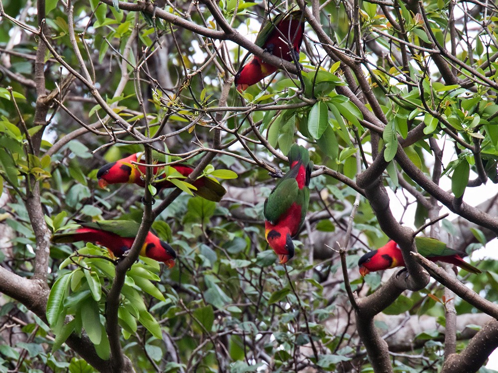 Yellow-bibbed Lory - ML205919211