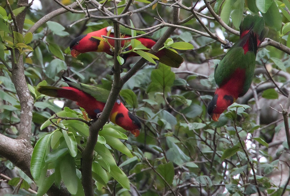 Yellow-bibbed Lory - ML205919221