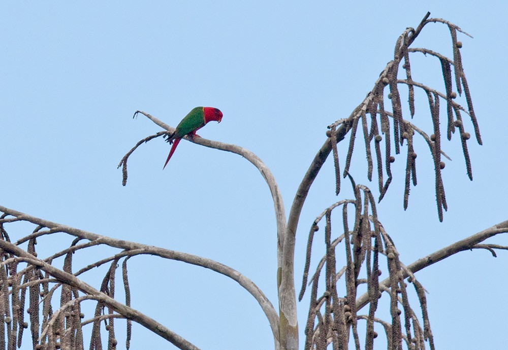 Margarita Loriketi - ML205919231