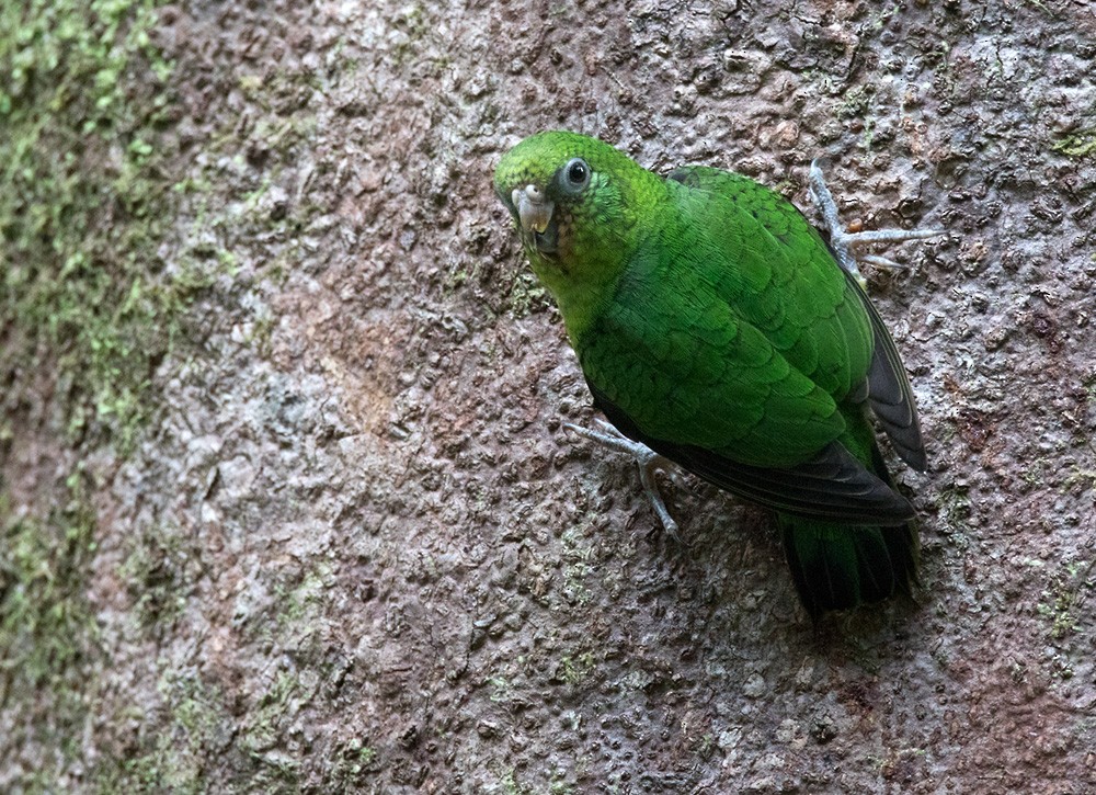 Finsch's Pygmy-Parrot - Lars Petersson | My World of Bird Photography
