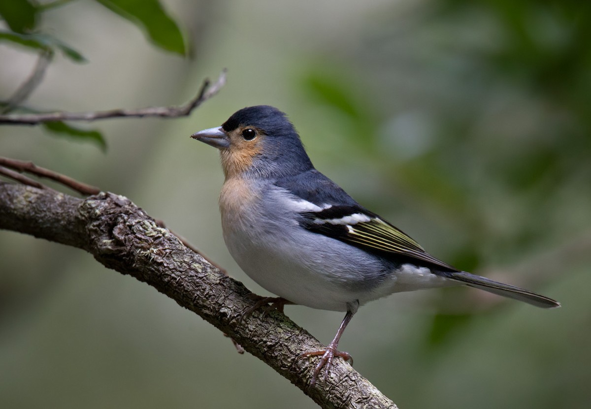 Canary Islands Chaffinch (La Palma) - Lars Petersson | My World of Bird Photography