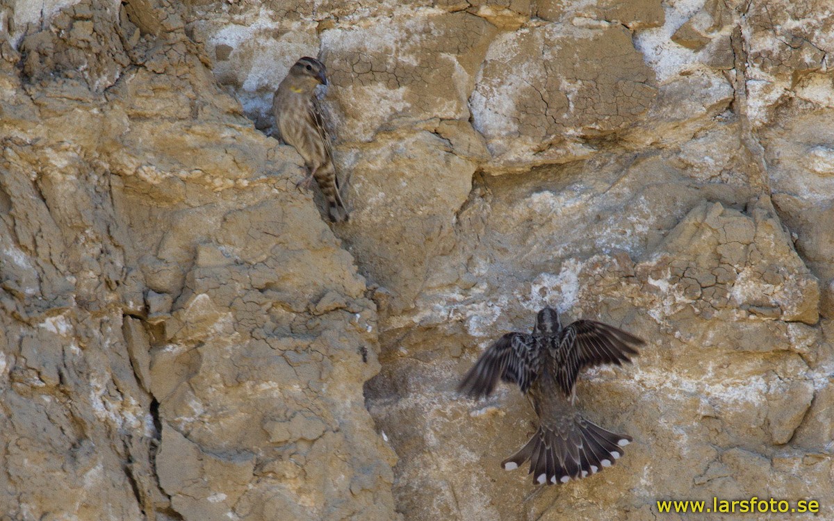 Rock Sparrow - Lars Petersson | My World of Bird Photography