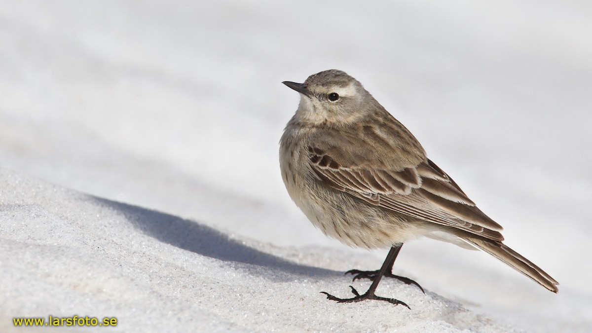 Water Pipit (Caucasian) - ML205919591