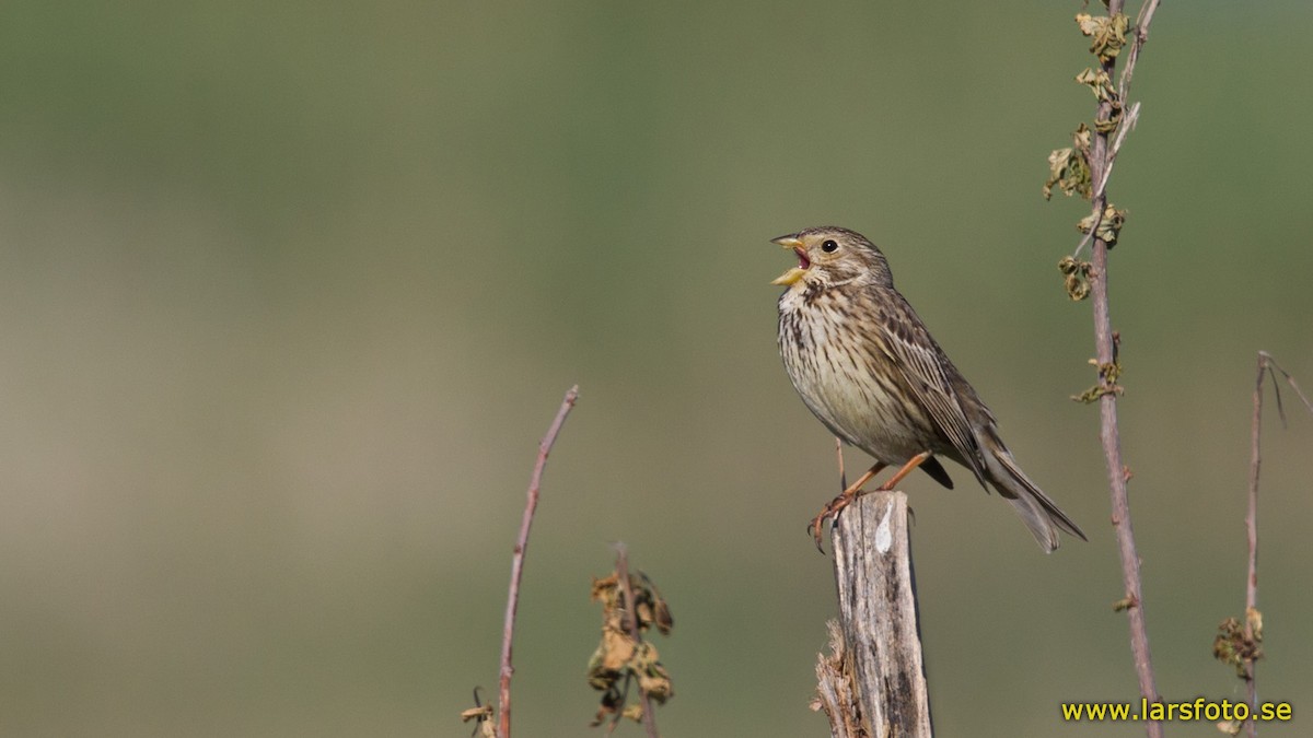 Corn Bunting - ML205919801