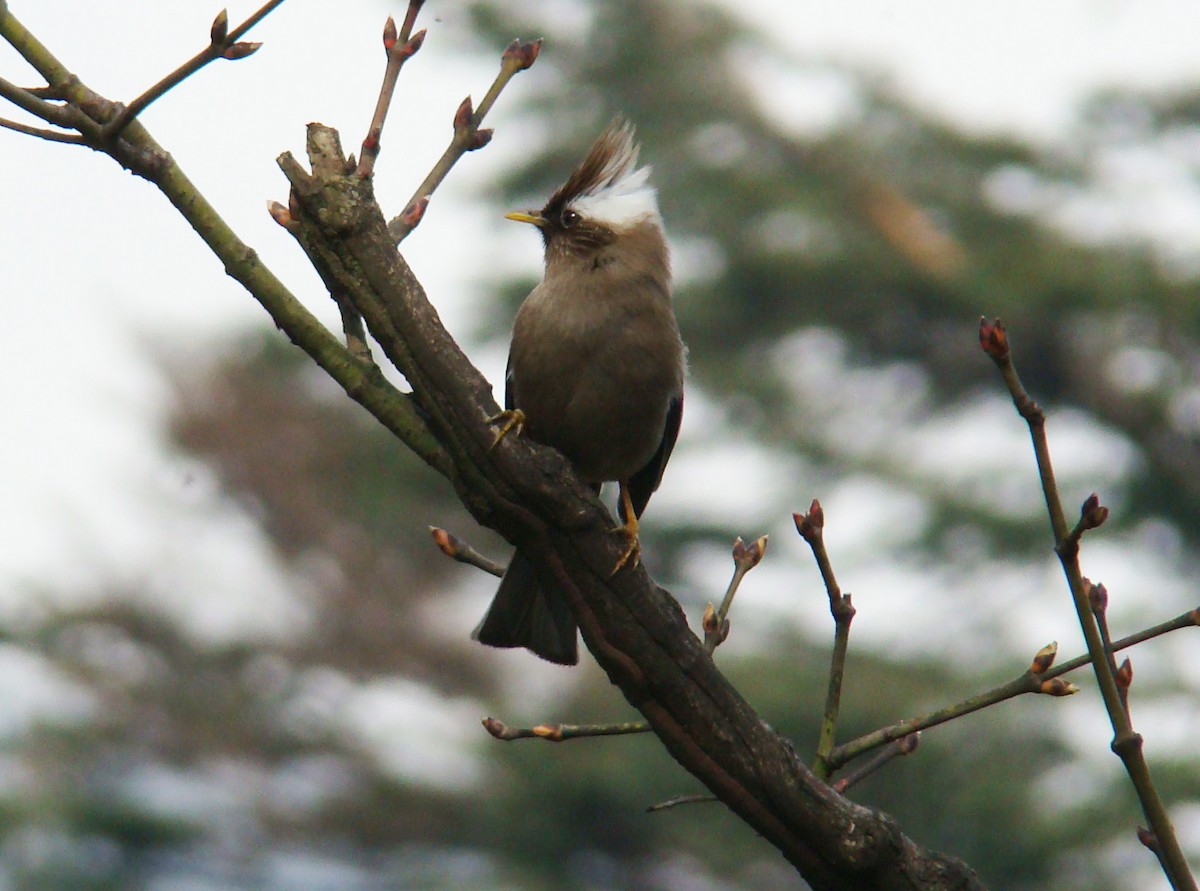 Taçlı Yuhina - ML205919911