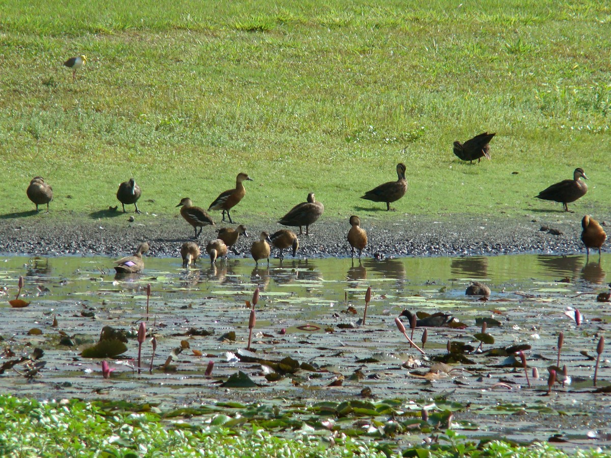 Wandering Whistling-Duck - ML205920001