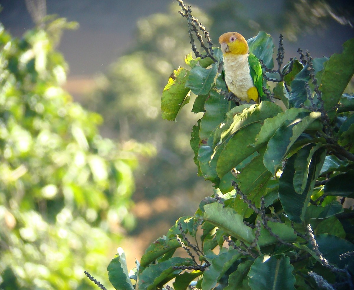 White-bellied Parrot (Black-legged) - ML205920391