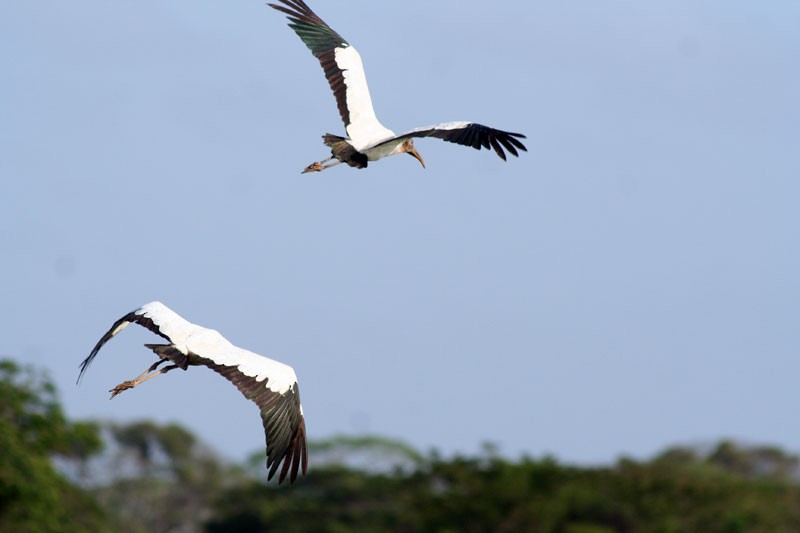 Wood Stork - ML205920801