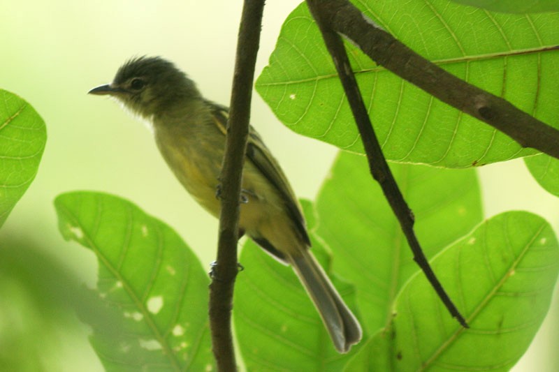 Yellow-olive Flatbill - ML205921031