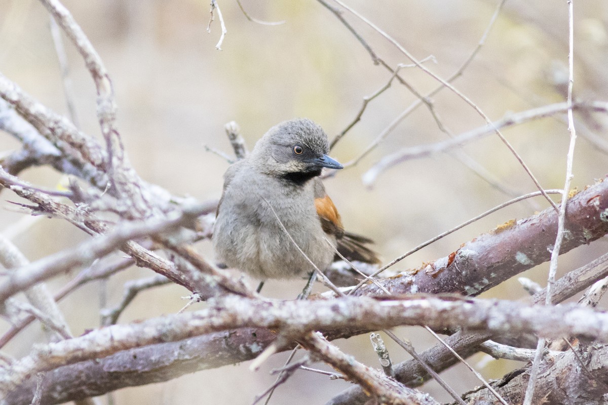 Red-shouldered Spinetail - Rafael Lima