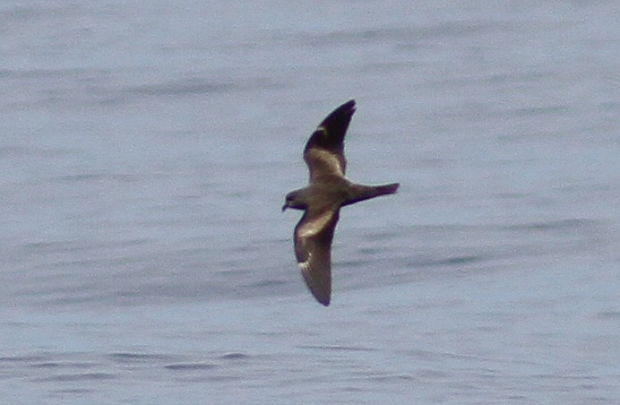 Swinhoe's Storm-Petrel - Peter Alfrey