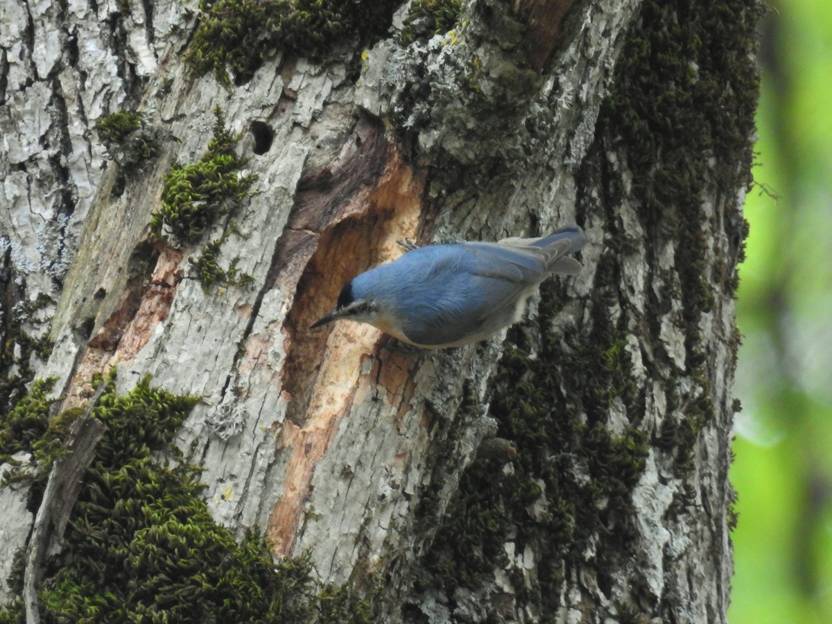 Algerian Nuthatch - ML205921251