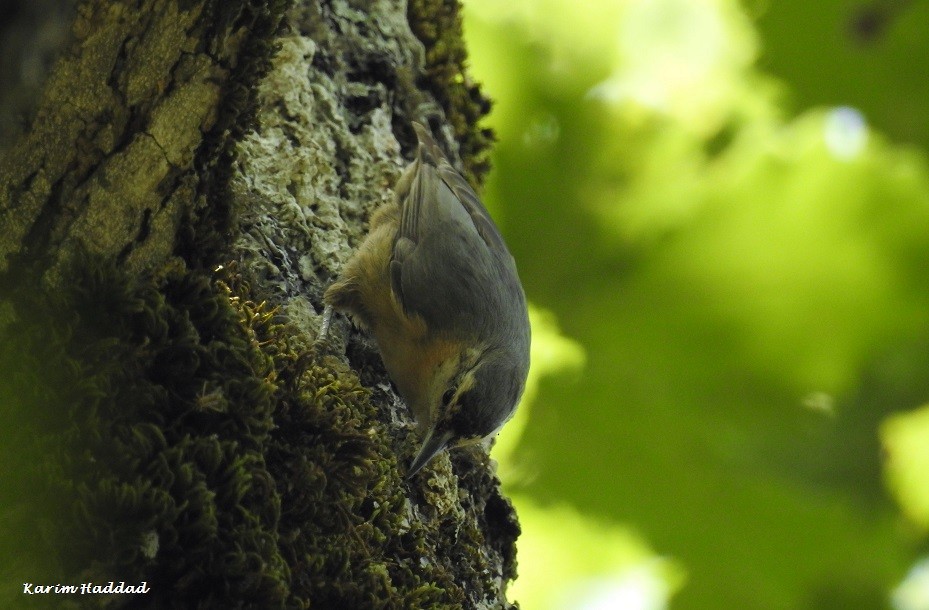 Algerian Nuthatch - ML205921261