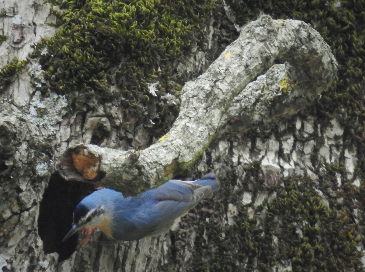 Algerian Nuthatch - ML205921281