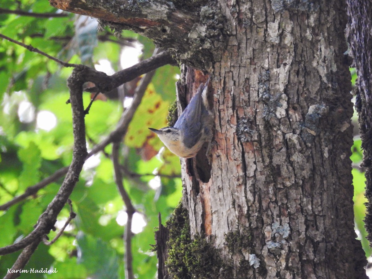 Algerian Nuthatch - ML205921311