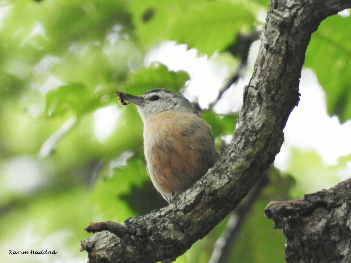 Algerian Nuthatch - ML205921331