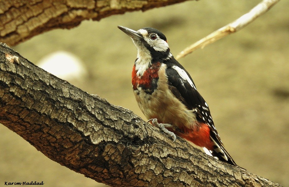 Great Spotted Woodpecker (Atlas) - ML205921361
