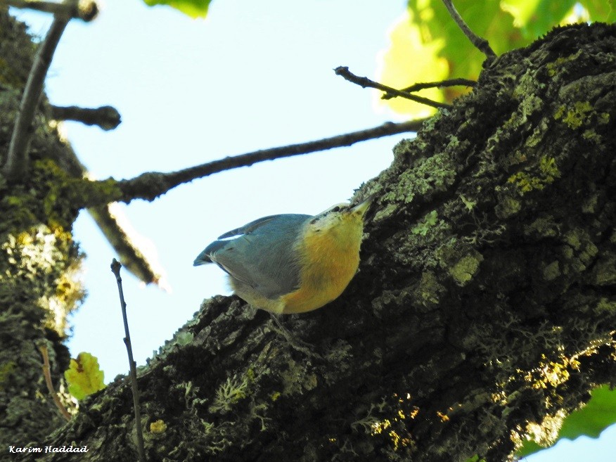 Algerian Nuthatch - Karim Haddad