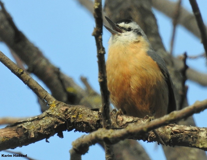 Algerian Nuthatch - ML205921441