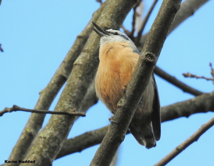 Algerian Nuthatch - ML205921451