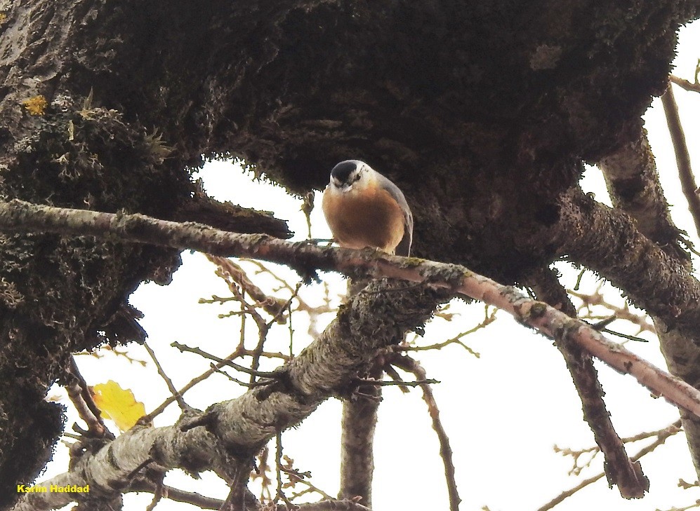 Algerian Nuthatch - ML205921461