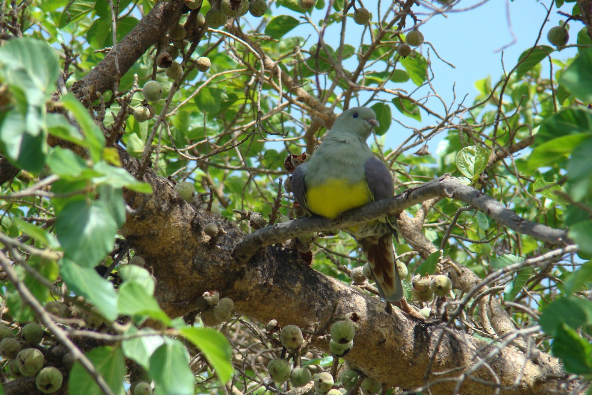 Bruce's Green-Pigeon - ML205921631