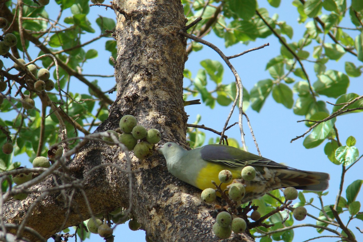 Bruce's Green-Pigeon - ML205921641