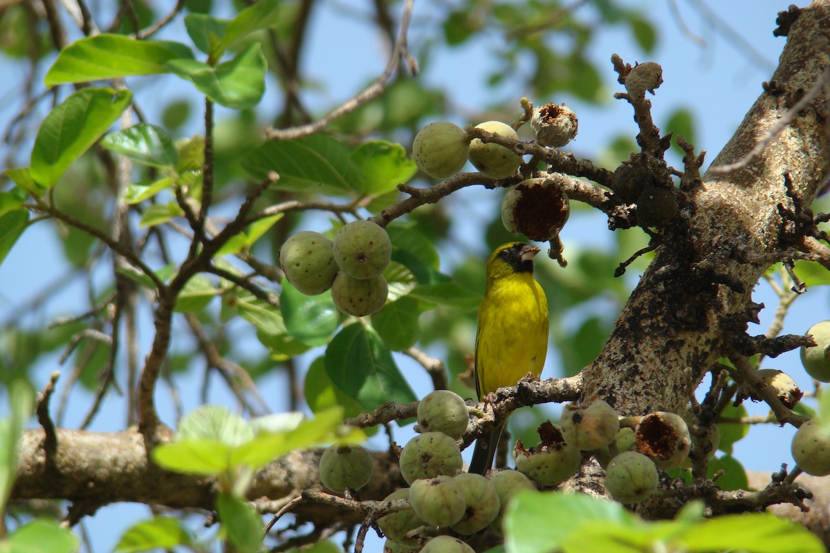 African Citril - Hector Ceballos-Lascurain