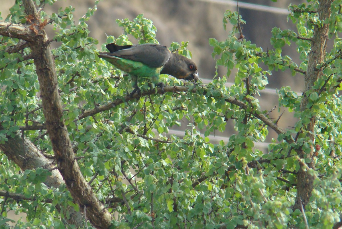 Red-bellied Parrot - ML205921891