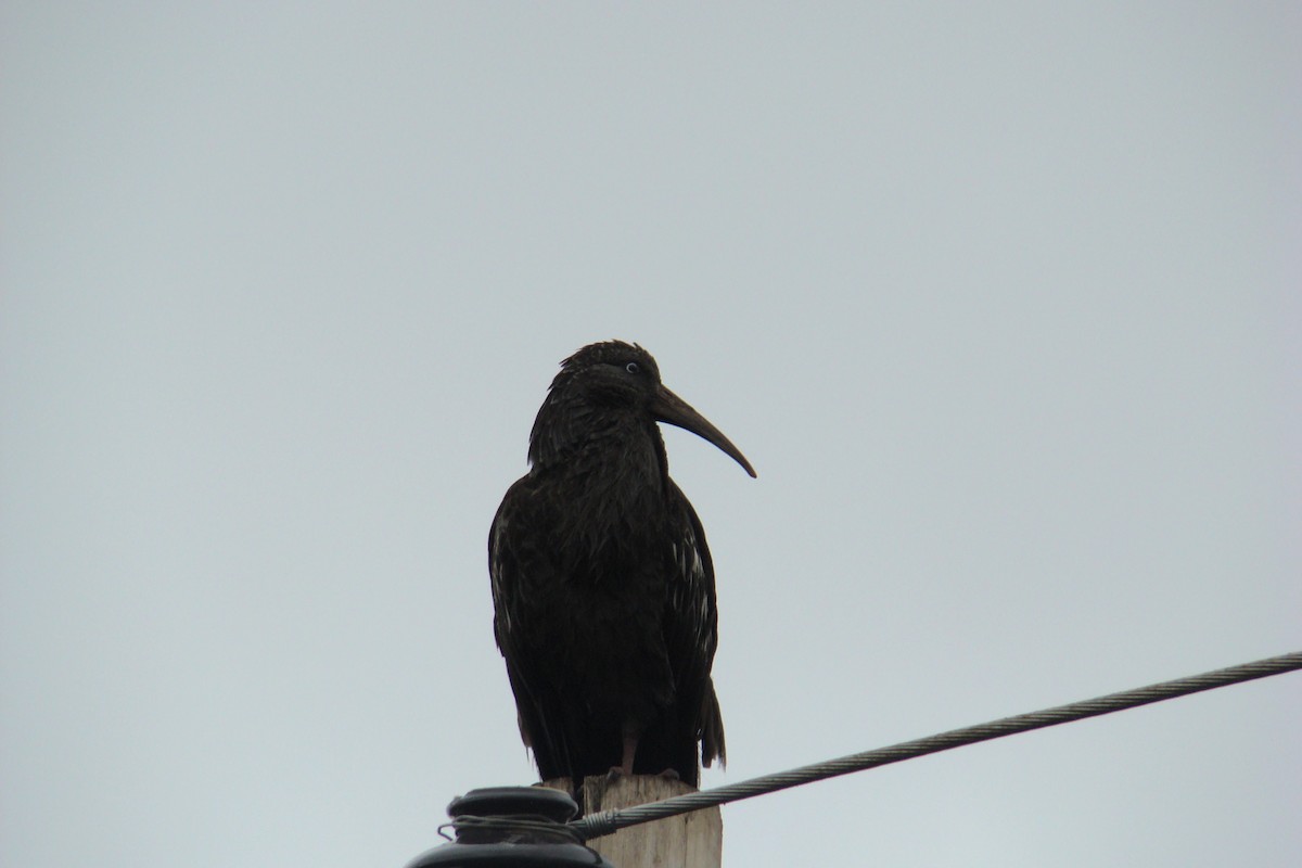 Ibis caronculé - ML205921941