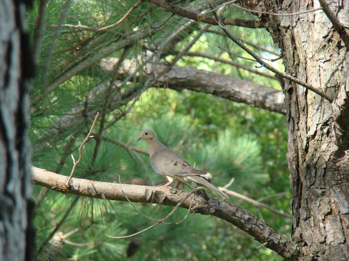 Mourning Dove - Hector Ceballos-Lascurain