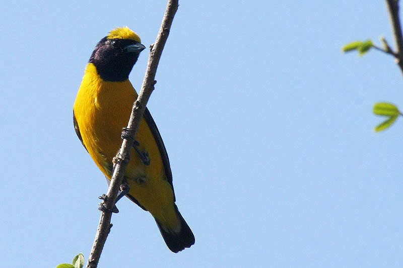 Trinidad Euphonia - Karla Perez Leon