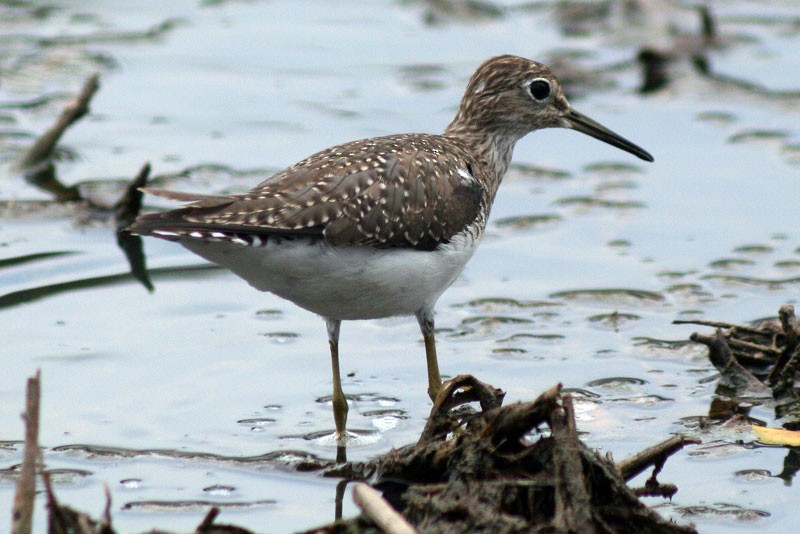 Solitary Sandpiper - ML205923251