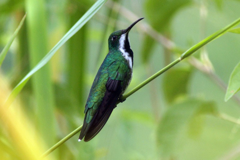kolibřík tropický - ML205923451